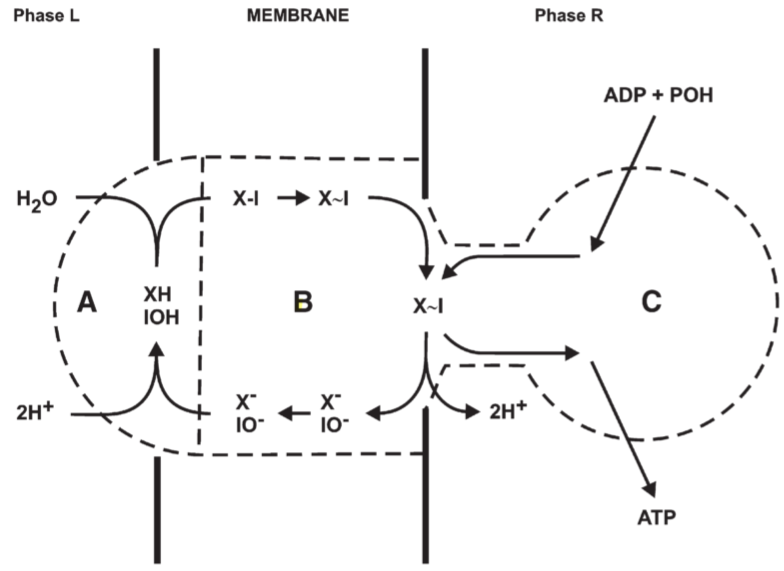 **Fig 7.** mechanism suggested for the reversible anisotropic ATPase II reaction. A: X-I hydrolase, B: X-I translocase, C: X-I synthetase